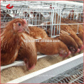 Chicken Roosting Cage Chicken Breeding Cage